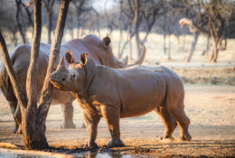 Botswana (25/52)
